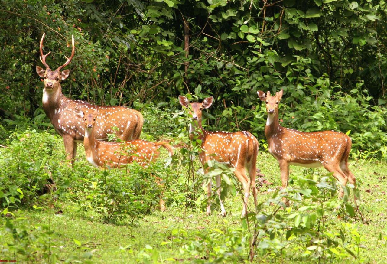 Hotel Rhinoceros-Homestay Sauraha Exterior photo